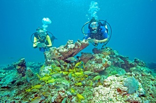 Conducting REEF Fish Surveys: Photo credit Paul Humann. Each week interns have the opportunity to go diving with a local dive shop and conduct fish surveys. Interns act as REEF ambassadors on the dive boats, encouraging other divers to become REEF members and get involved with our Fish Survey Project.